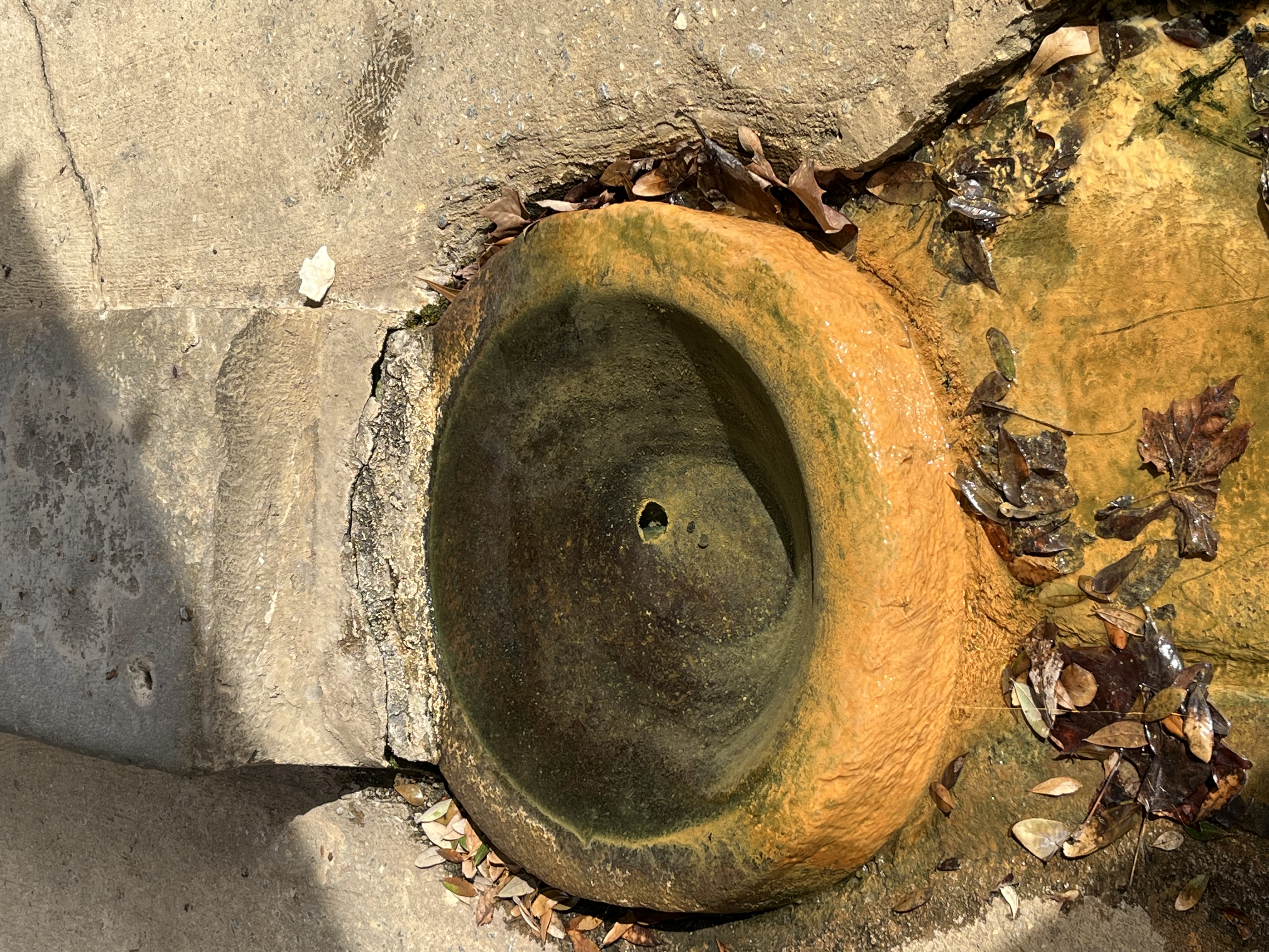 Close up of the Mineral Springs springhead under the park gazebo with leaves nearby