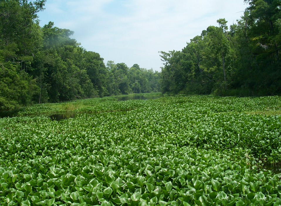A large water hyacinth infestation