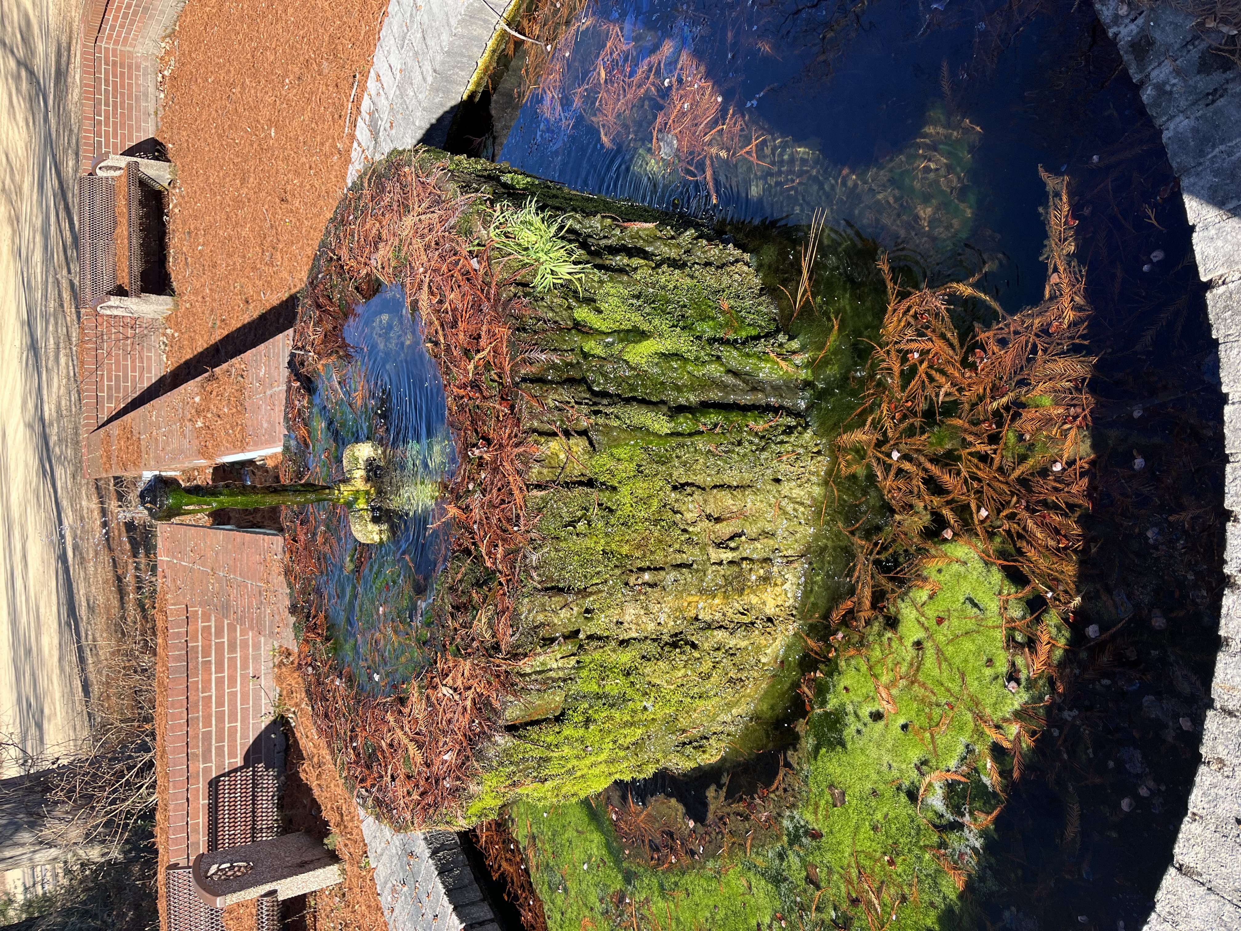 Fountain built over spring at Limestone University that is covered in organic material