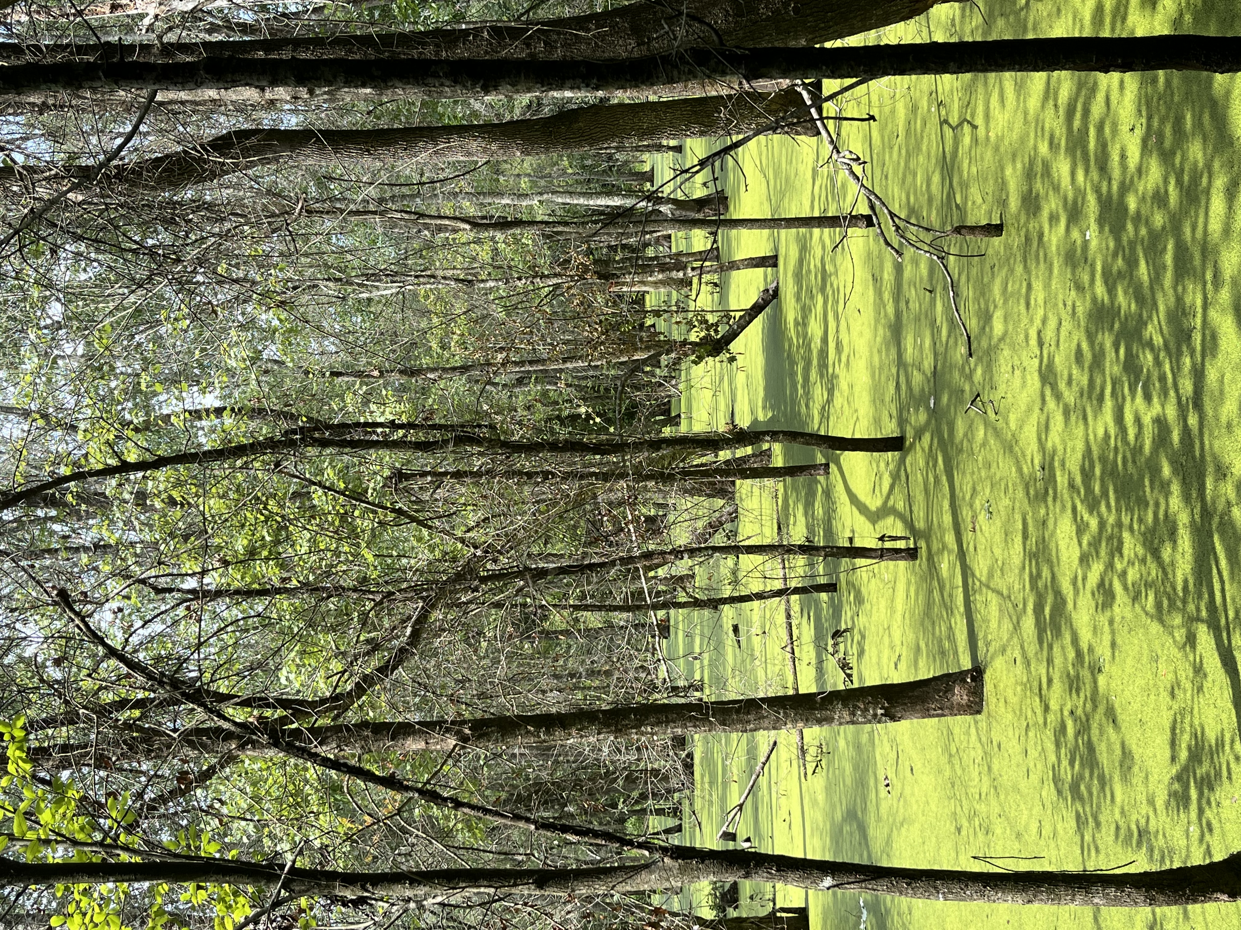 A marshy area with many trees ans a bright green plant covering the water filling the area