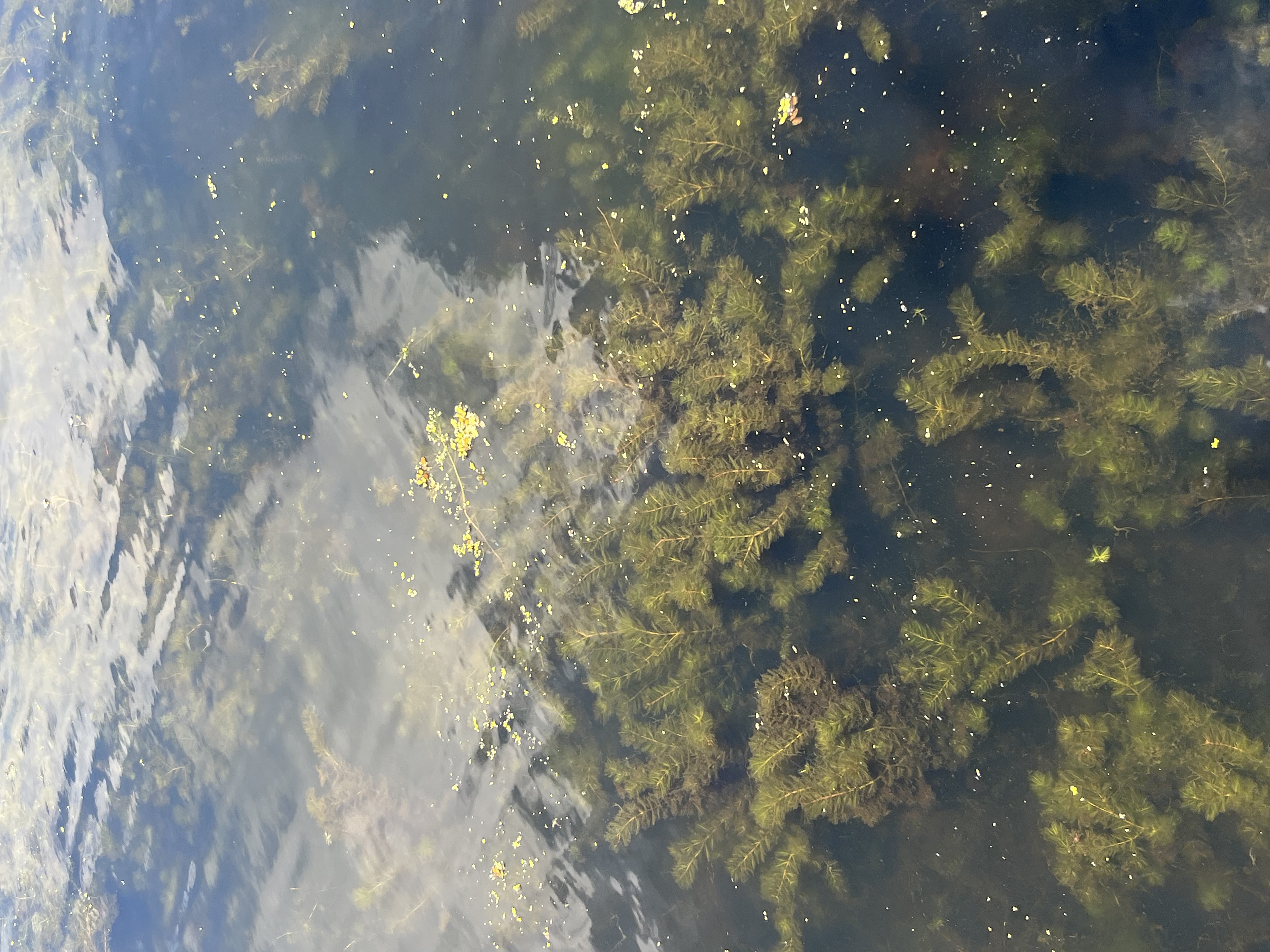 Eurasian Watermilfoil infestation