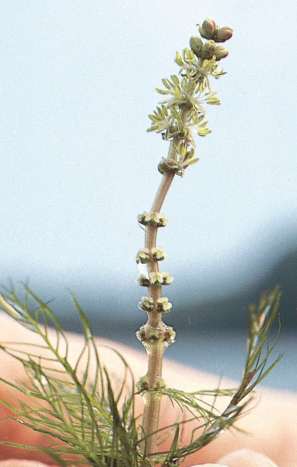 Eurasian Watermilfoil