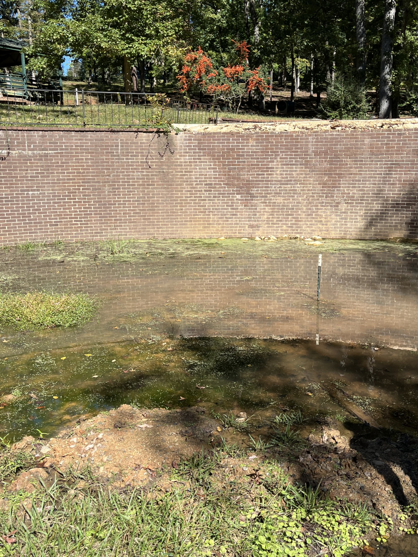 An image of a marshy area where the springhead appears near a brick retaining wall in the park