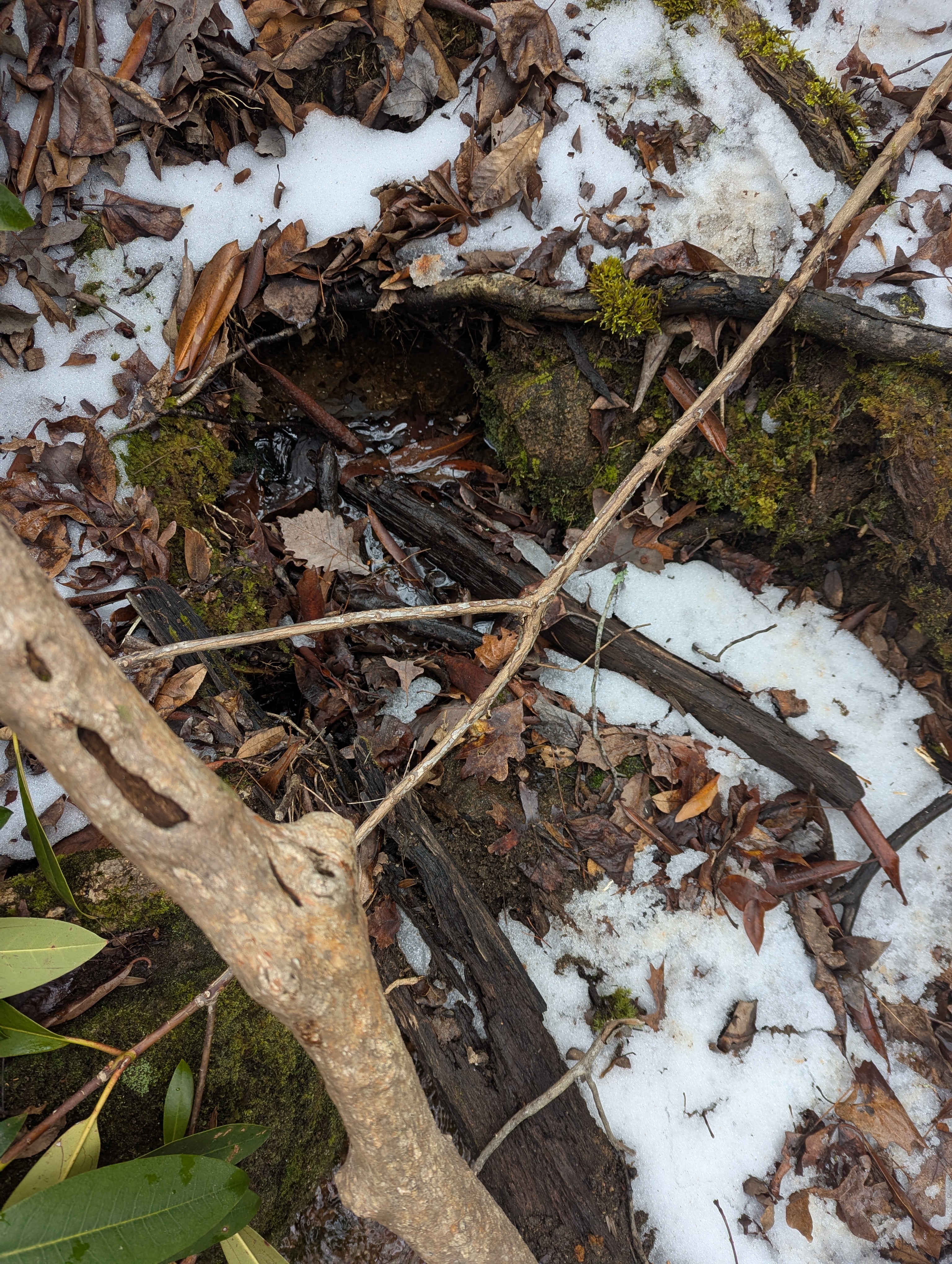 Springhead feeding into creek