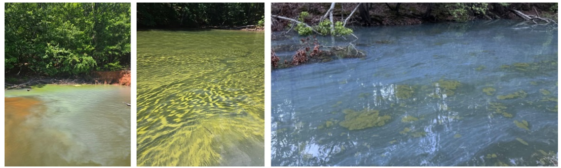 harmful algal blooms