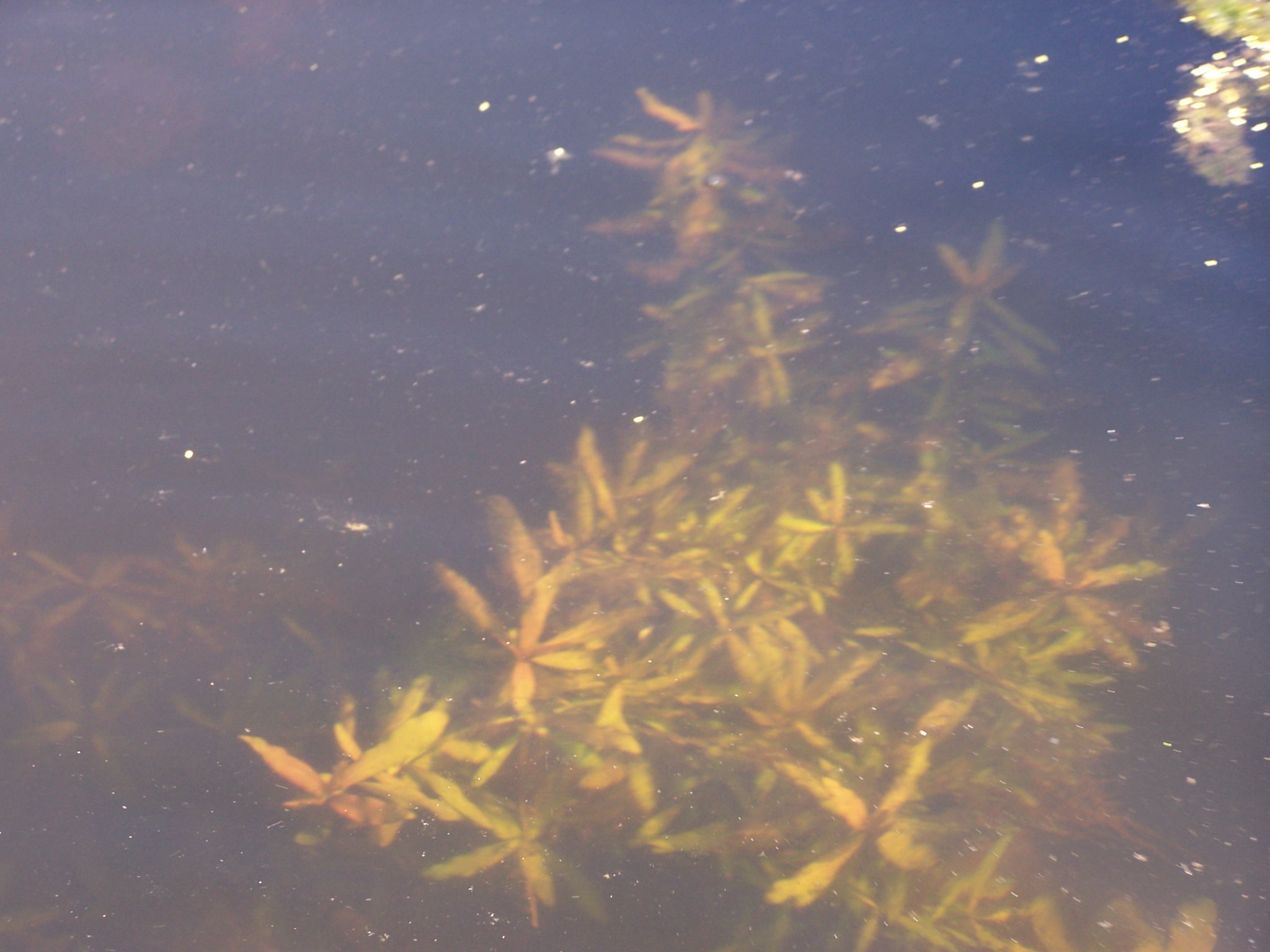 submersed Hygrophila