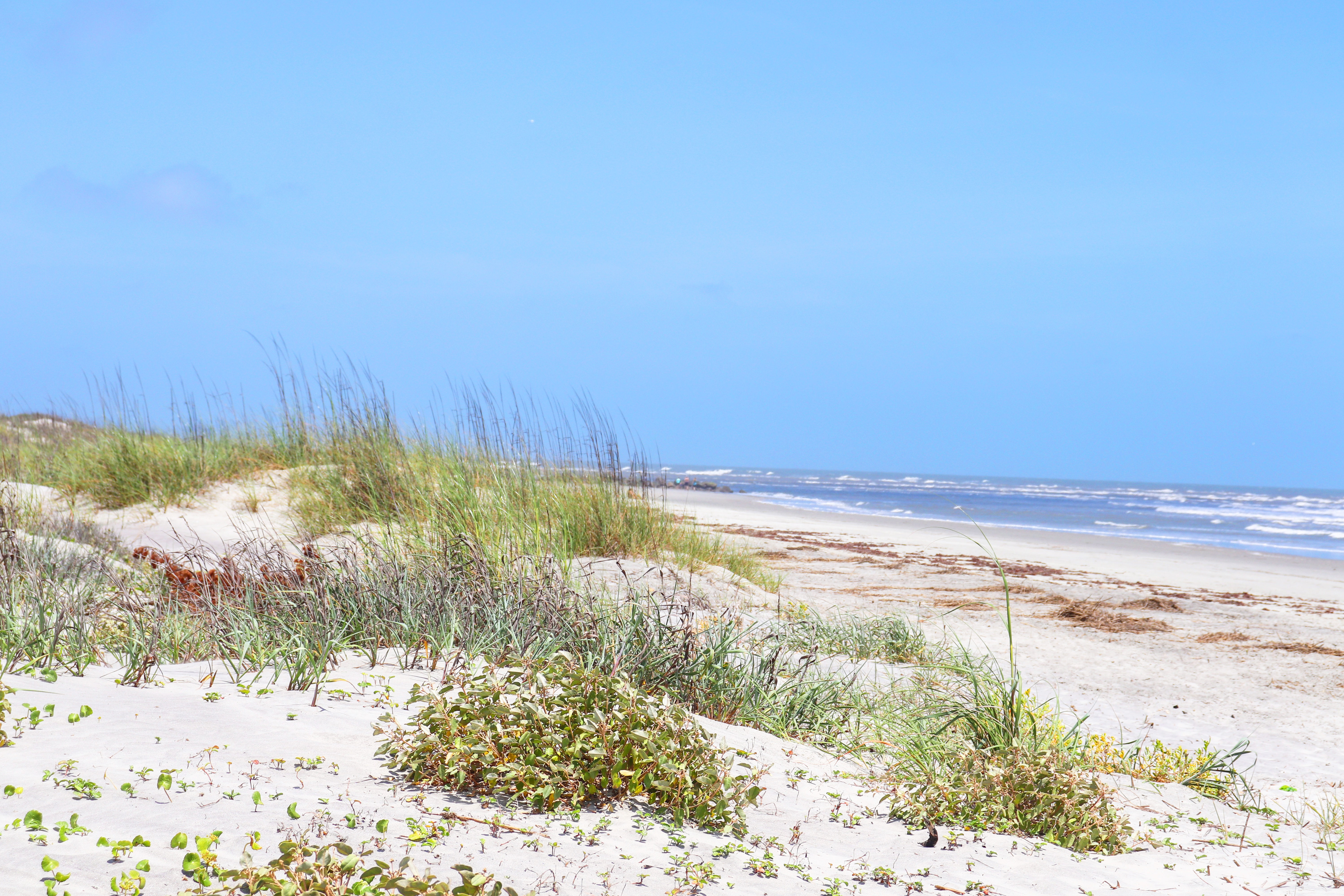 View of a sandy beach with low dunes covered in grasses and small plants, stretching toward the shoreline. Gentle waves roll in under a clear blue sky.