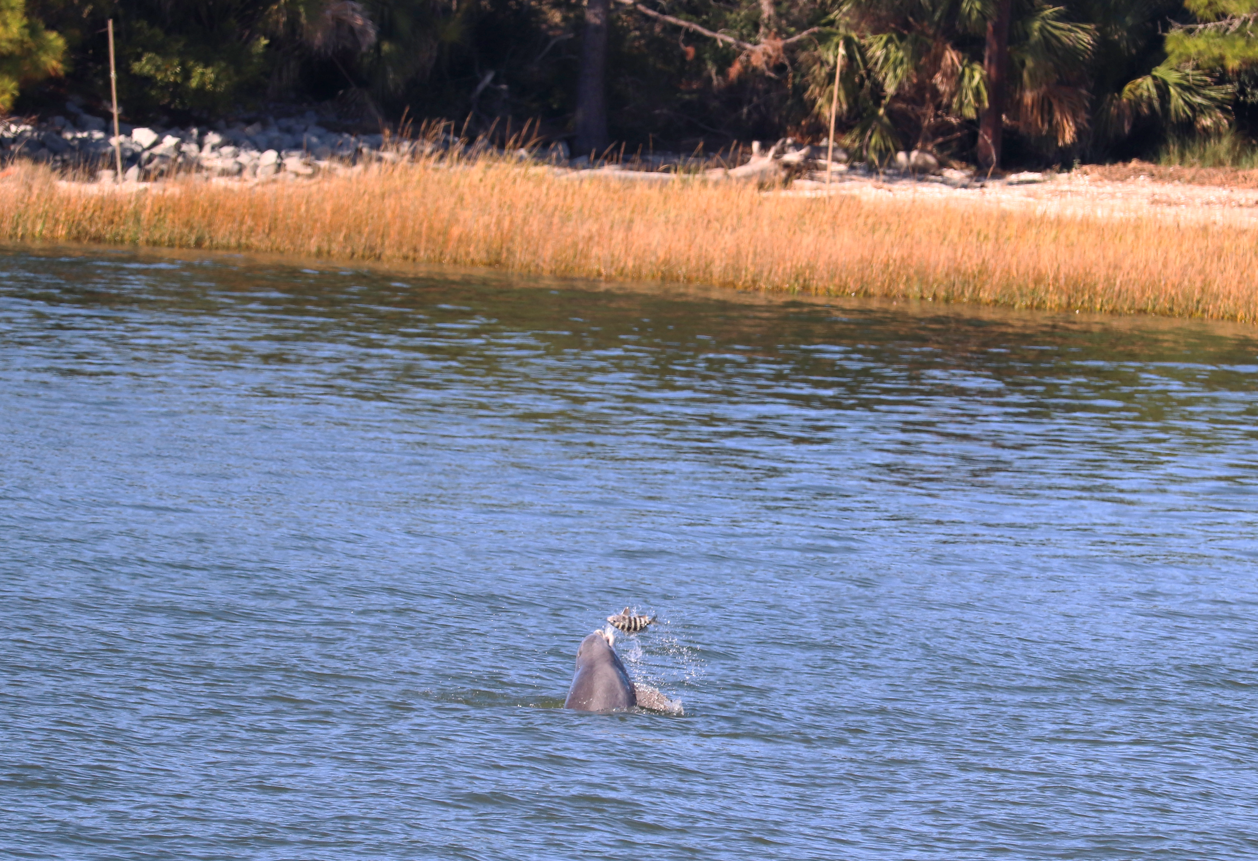 A dolphin surfaces in a calm coastal waterway, tossing a small striped fish into the air. The water is blue with gentle ripples, and tall golden marsh grass lines the opposite shore, backed by trees and scattered rocks.