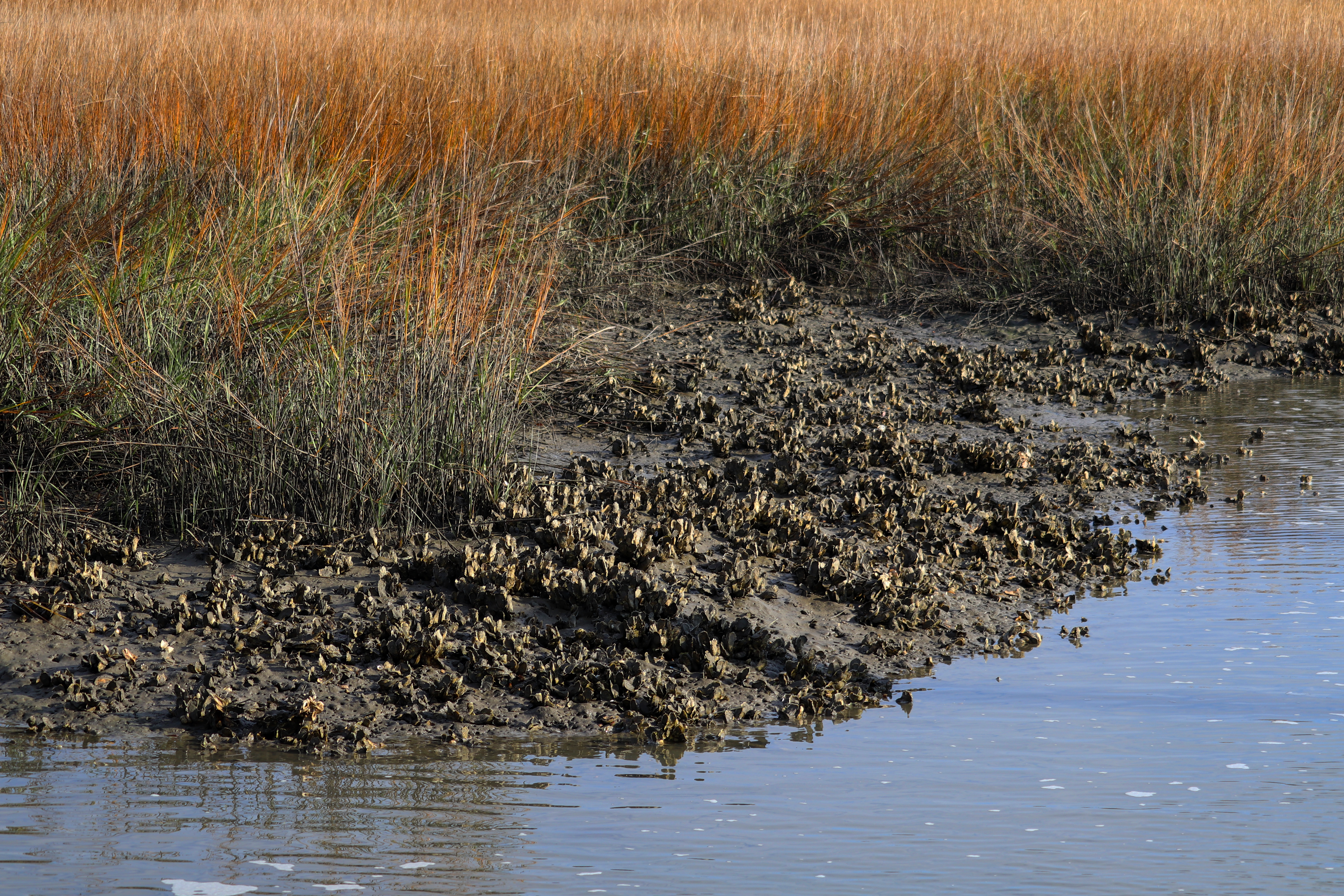 A muddy tidal shoreline covered in clusters of oyster shells sits at the edge of calm, shallow water. Behind the oyster bed, tall marsh grasses in shades of green, orange, and brown stretch across the landscape, creating a dense, textured backdrop under natural daylight.