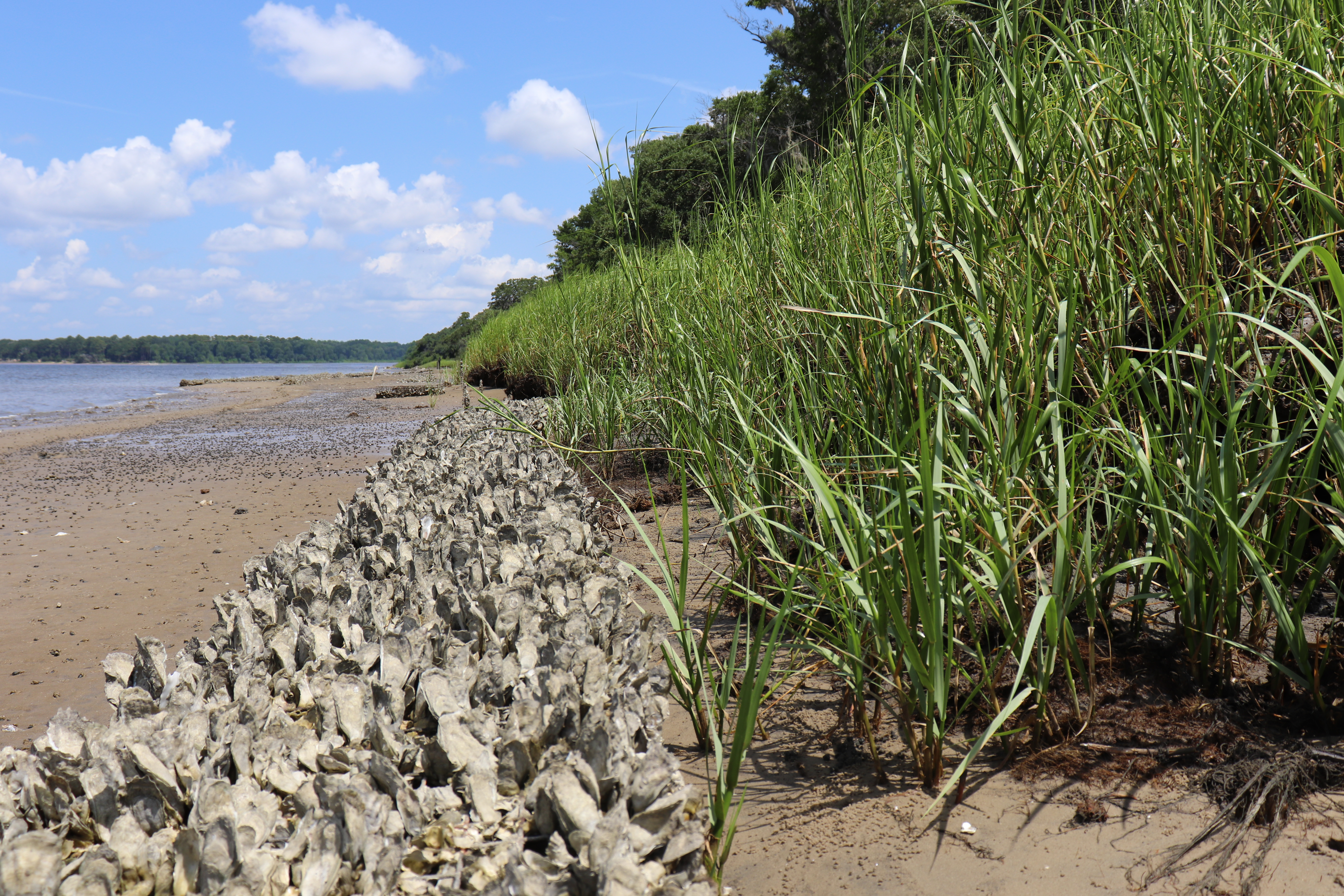 A sandy shoreline bordered by a dense line of tall green marsh grasses. A large cluster of oyster shells forms a raised ridge along the edge of the grass. The beach stretches into the distance beside calm water, with a tree line visible across the horizon beneath a bright blue sky with scattered white clouds.