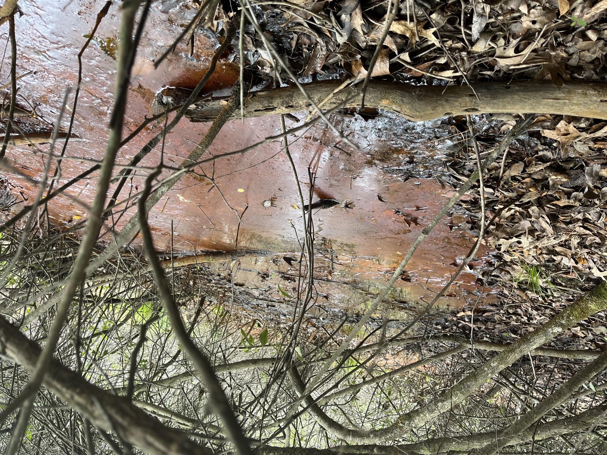 An image of an overgrown area with bright orange colored water surrounded by many dead branches