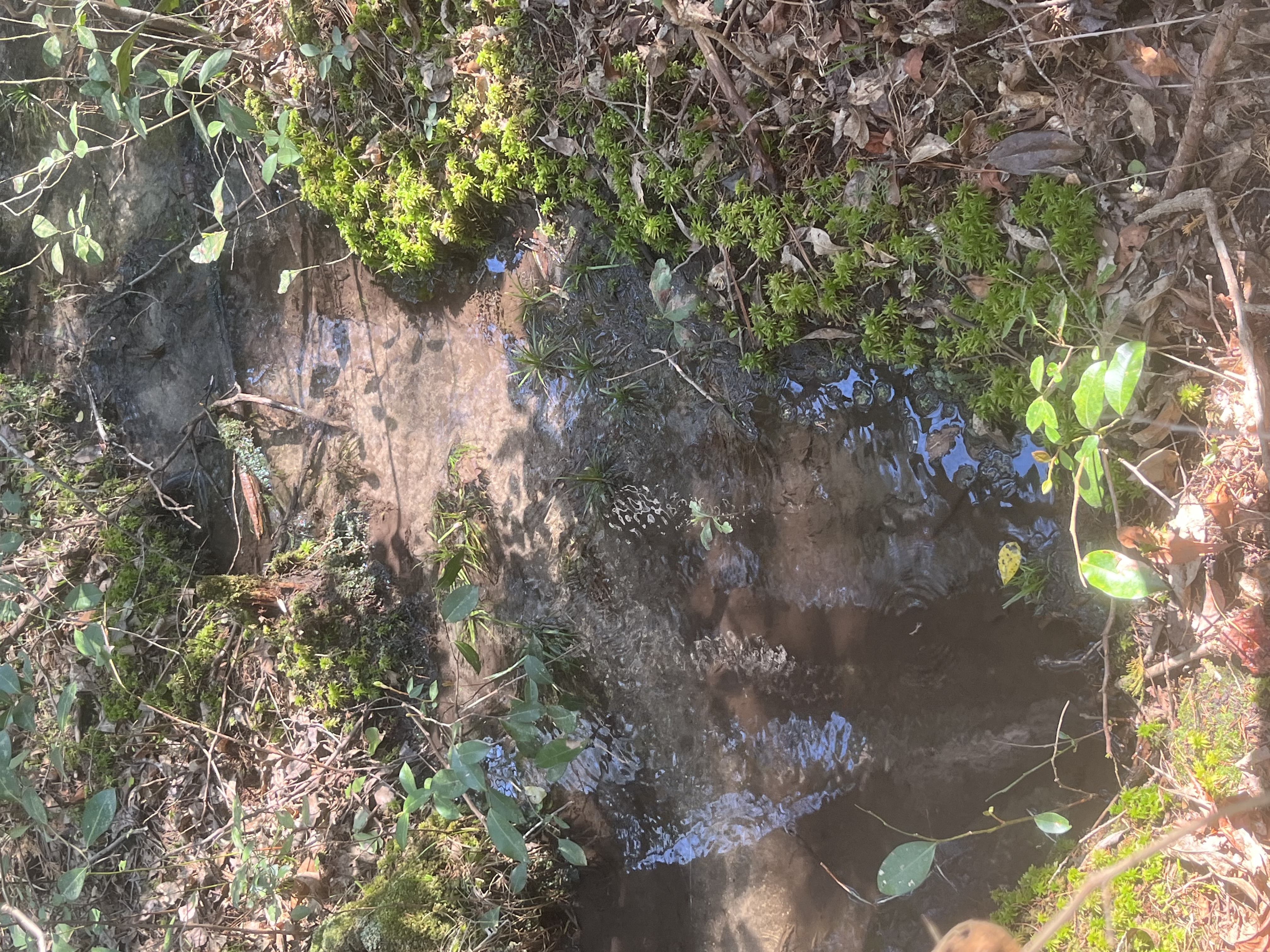 An image of a clear puddle in a forest surrounded by green plants and orange leaves