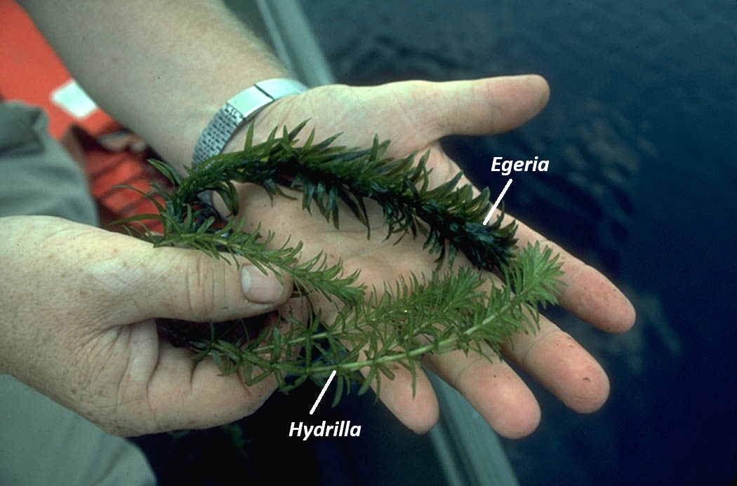 Egeria and Hydrilla compared side by side