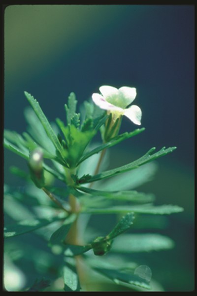 Limnophila