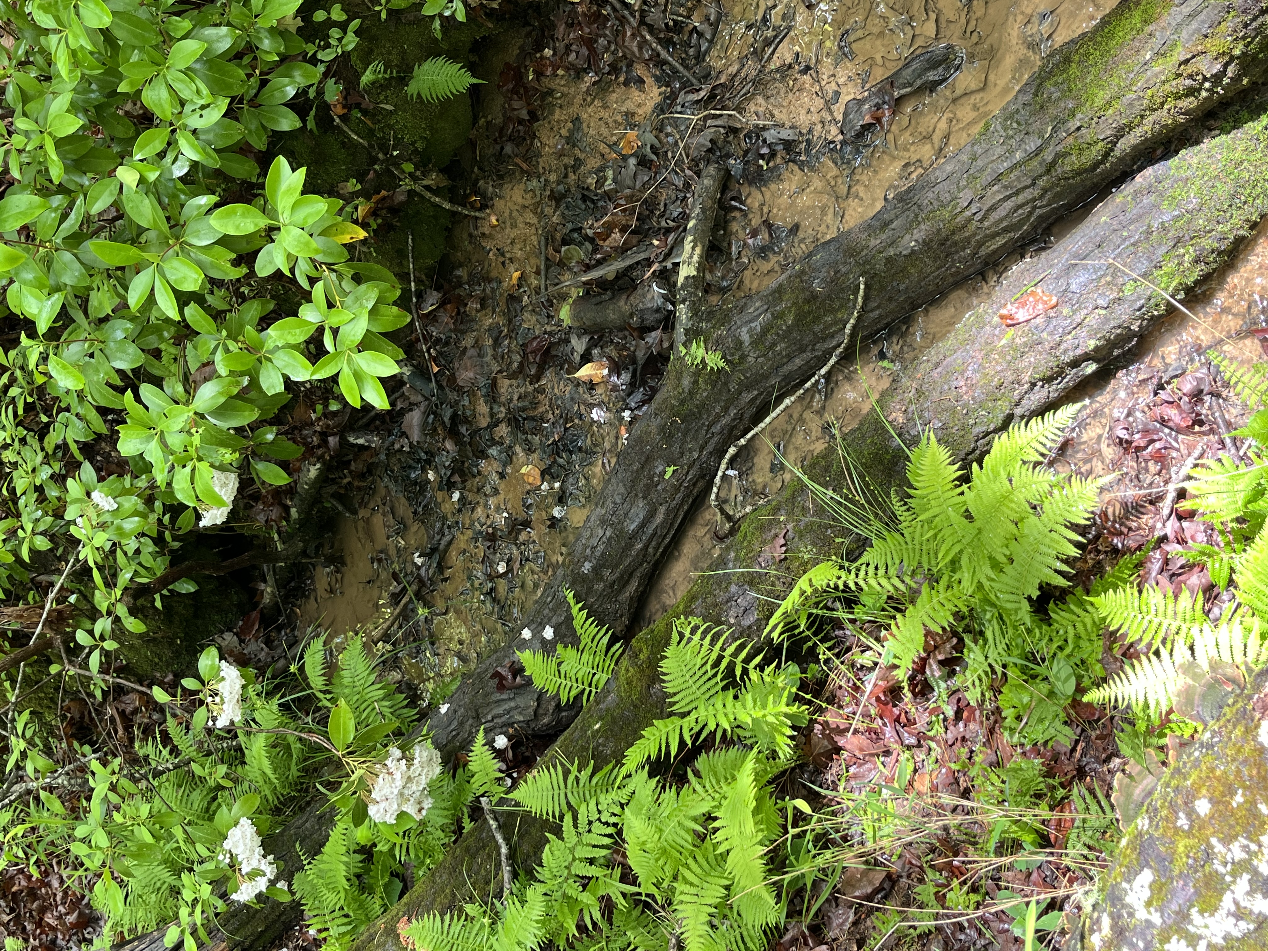 An image showing a clear creek with two large branches and many ferns and leaves nearby