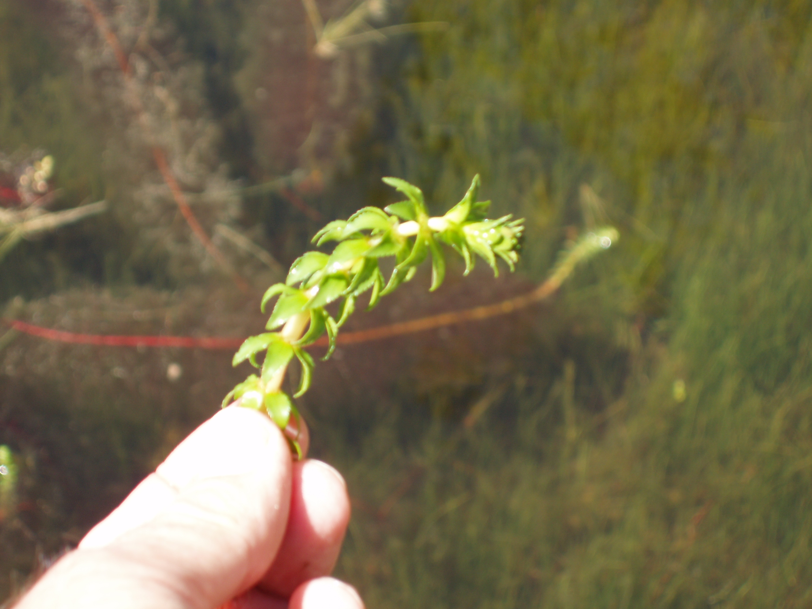 Hand holding a sprig of variable-leaf watermilfoil