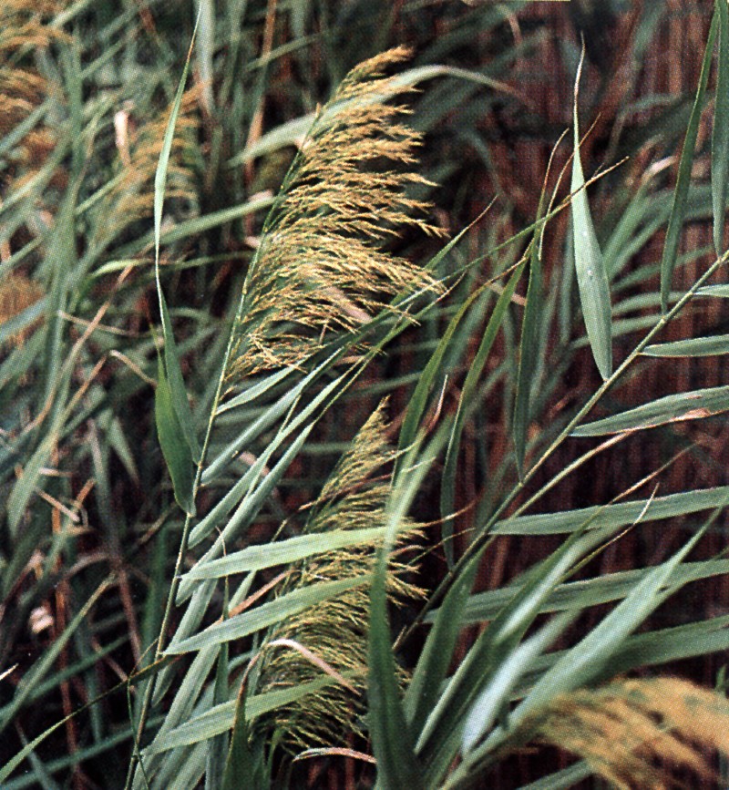 Phragmites panicle of flowers