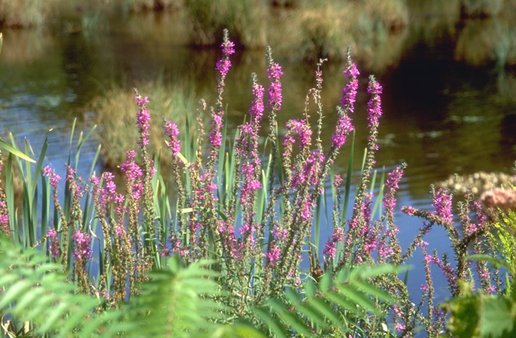 Purple Loosestrife
