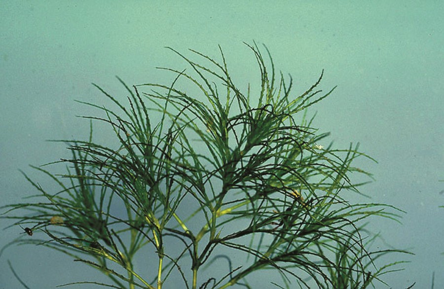 Slender Naiad leaves