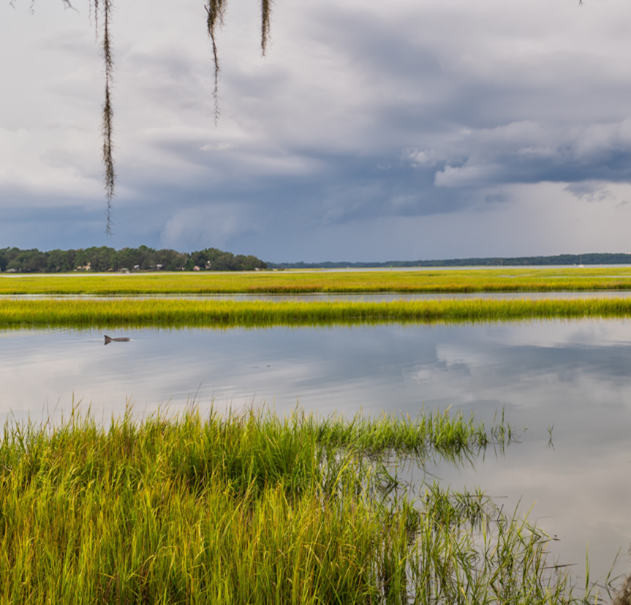 marsh