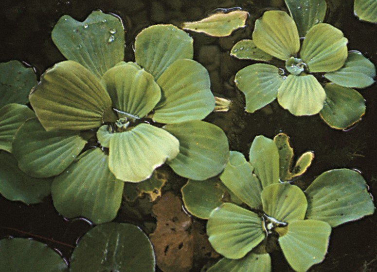Water Lettuce in water