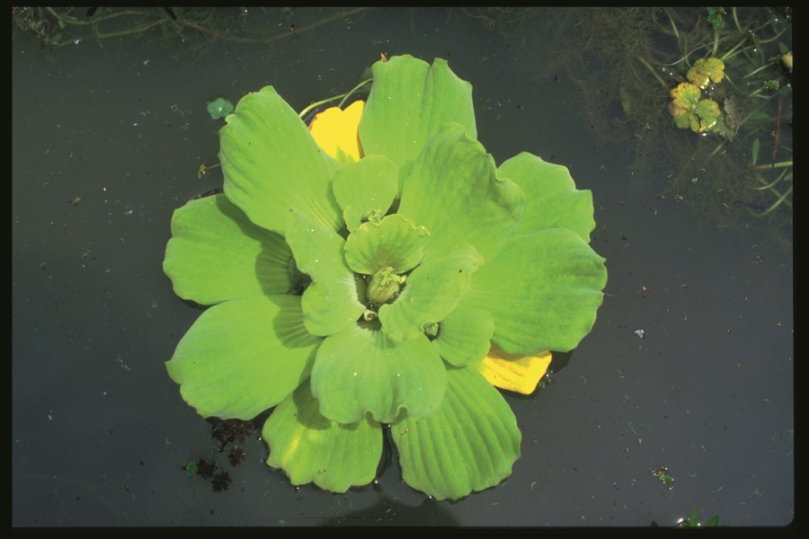Water Lettuce