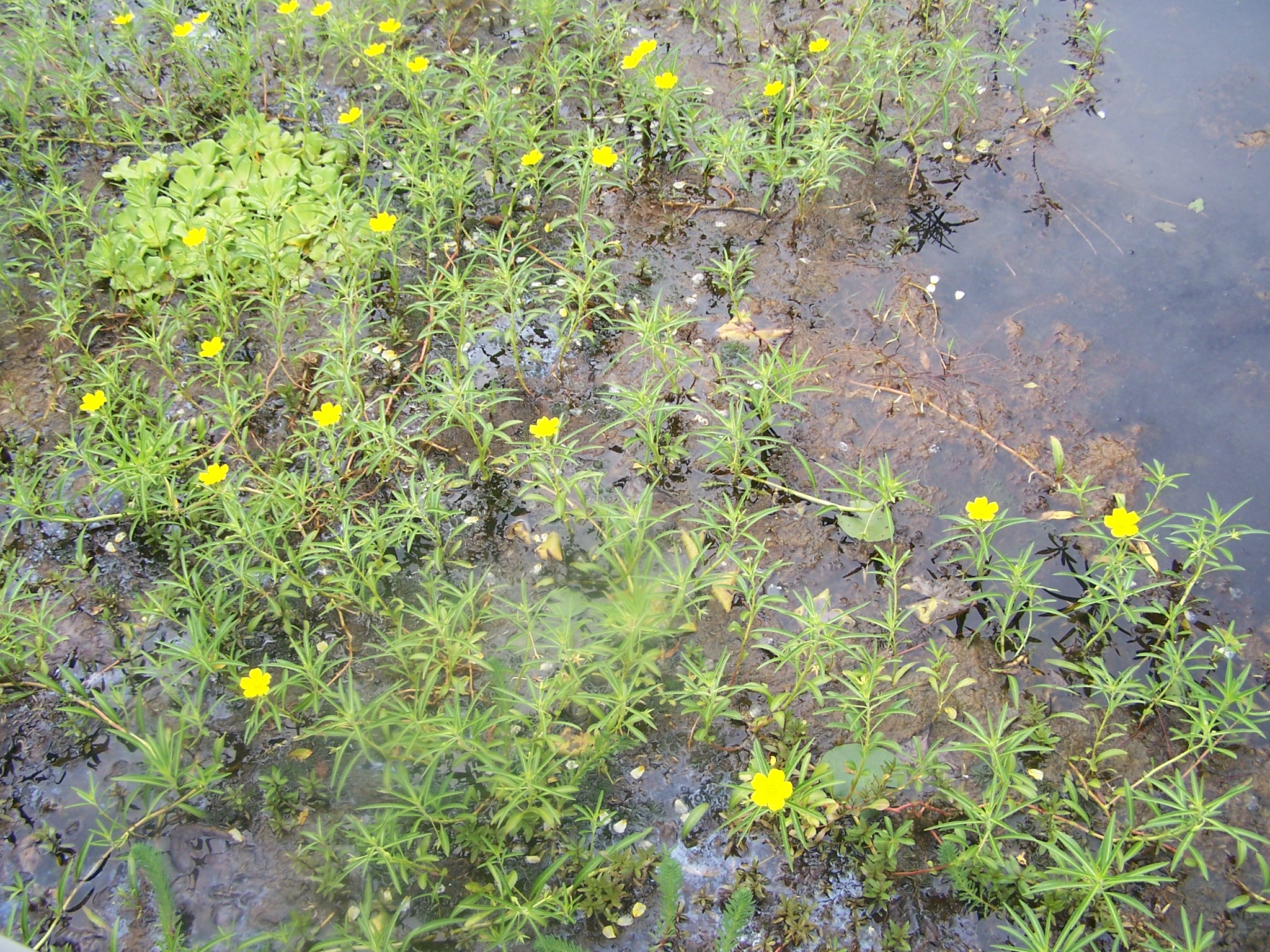 A Water Primrose infestation