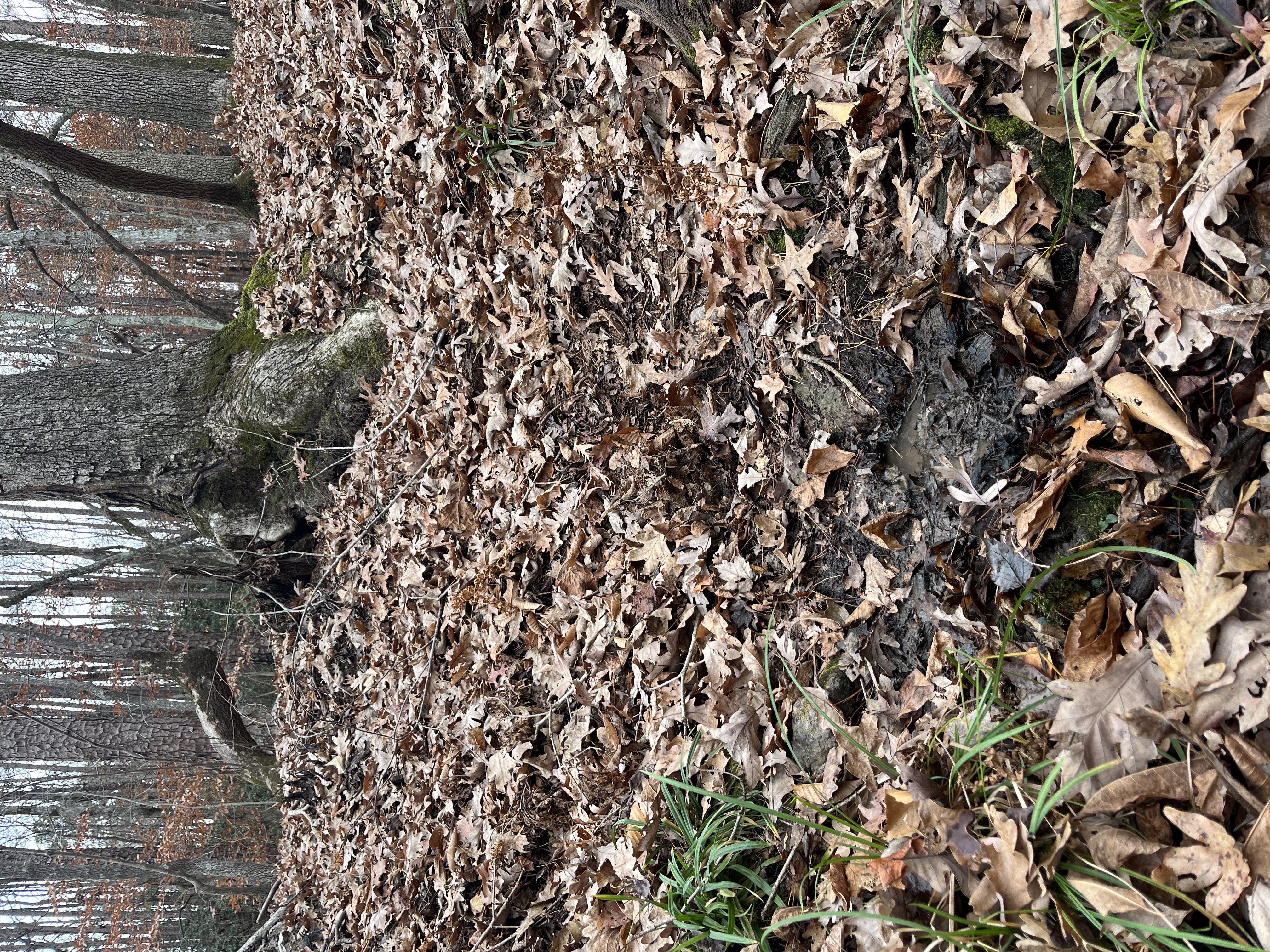 An image of a muddy spot in the forest with many trees and orange leaves in view