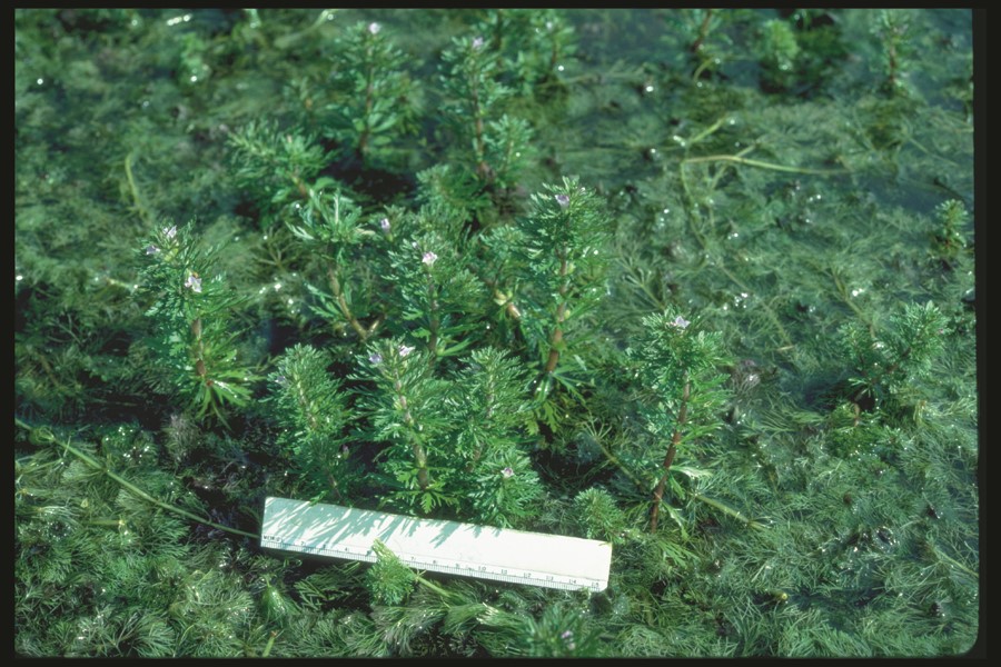 Limnophila growing in water