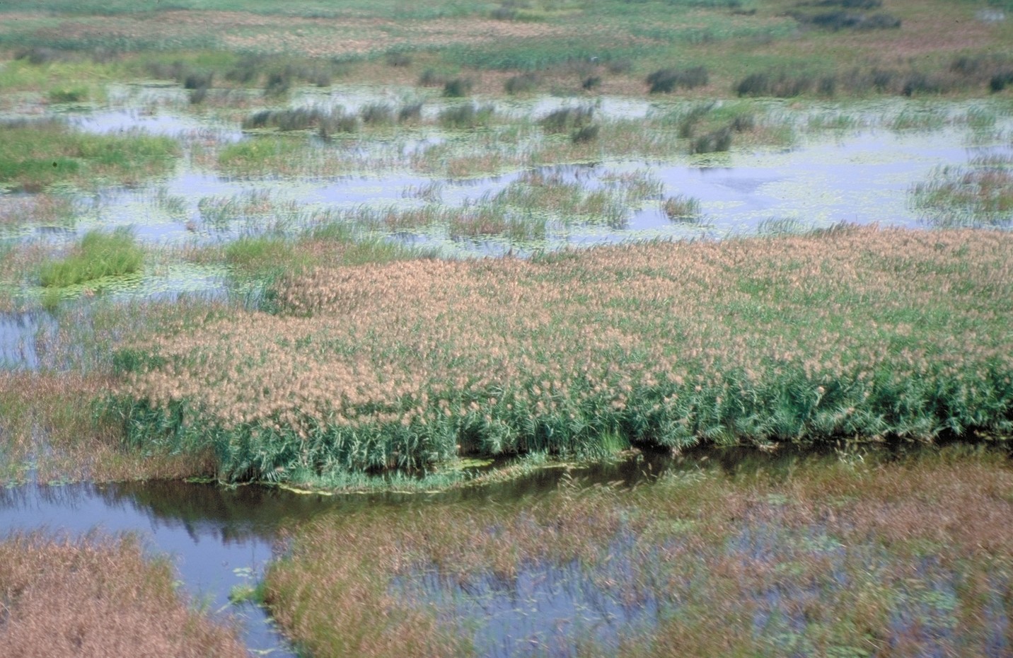 A large phragmites infestation