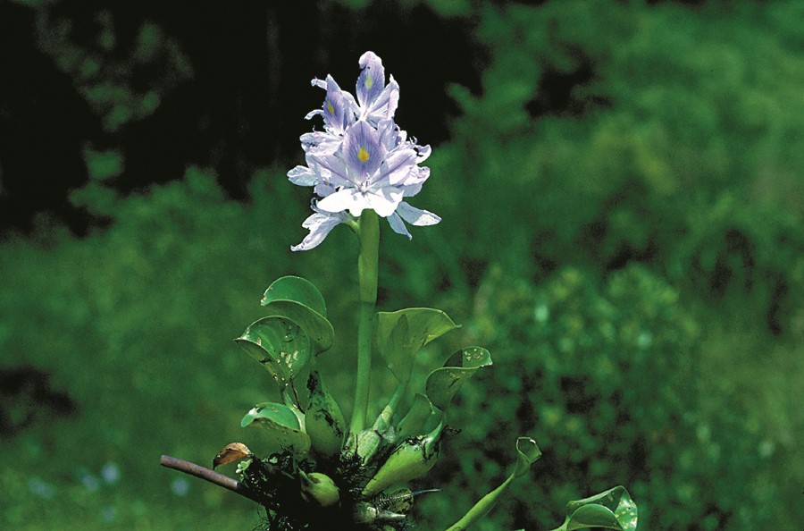 Water Hyacinth Flower
