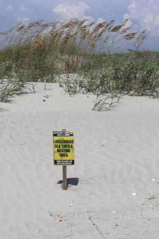 sign on beach reads loggerhead sea turtle nesting area