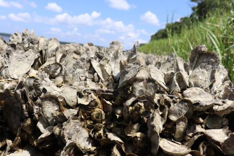 shellfish bed