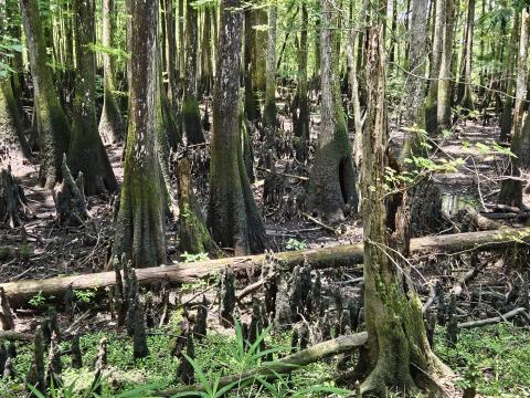 wetlands