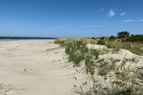 A photo of a sand dune
