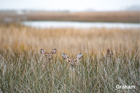 A photo of three deer hidden among tall grass