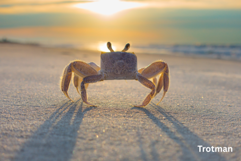 A photo of a ghost crab at sunset
