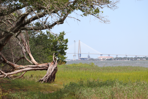 A photo of a marsh with the Ravenel bridge in the background
