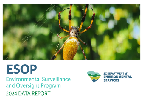 up close of a spider