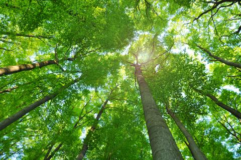 Nature forest, trees growing upward to the sun