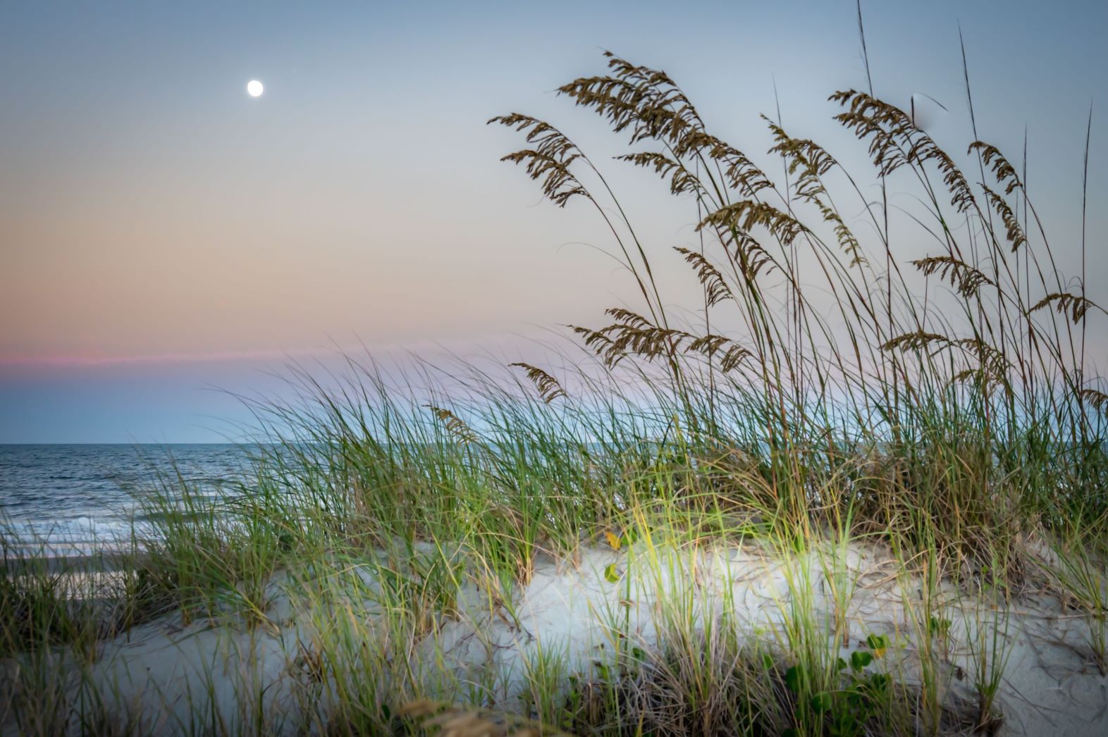 Picture of sand dune with vegetation with the ocean and moon in the background